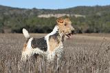 FOX TERRIER 469